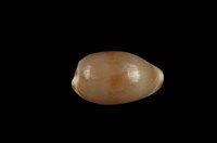 藏品(小眼寶螺)的圖片